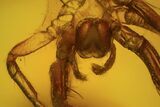 Fossil Spider Exuviae (Aranea) In Baltic Amber #73324-1